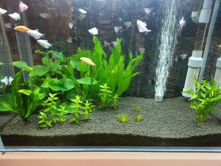 如何用魚缸養魚 准備一缸清澈的水養魚