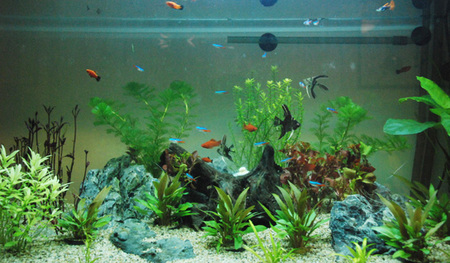如何用水族箱養魚 用高錳酸鉀清洗一遍魚缸