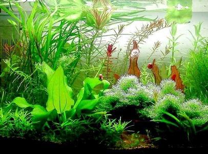 魚缸養魚有講究嗎 魚缸的位置魚的數量