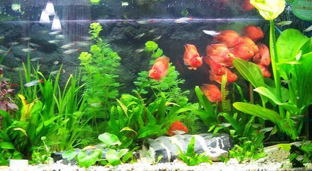 家庭養魚用什麼魚缸好 流行直角的魚缸