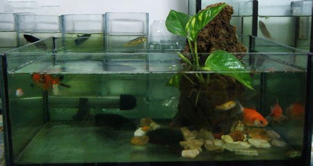 家庭養魚魚缸擺放風水 要擺在客廳中的吉位