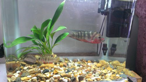 新魚缸養魚注意什麼 先清洗魚缸後養水