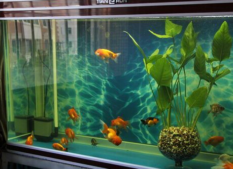 魚缸養魚密度 首先要看你是否配有氧氣泵
