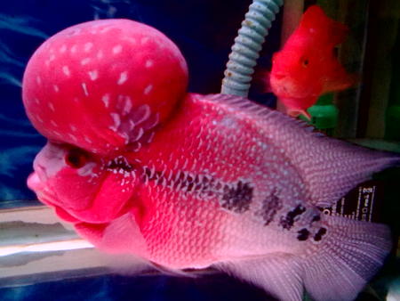 羅漢魚能長多大 一般都能長到30-40cm