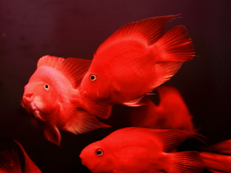 鹦鹉魚最大能長多大 鹦鹉魚體呈長圓形