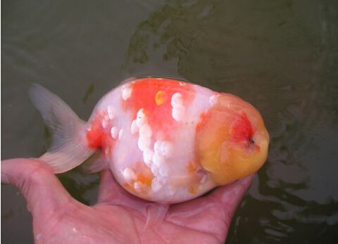 蘭壽能長多大 此類金魚的壽命比較短