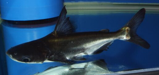 觀賞鲨魚能長多大 一般家養三四十公分