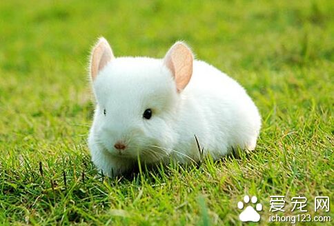 怎樣養龍貓 龍貓屬於高原動物不易生病