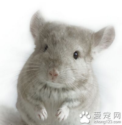 龍貓的生活習性 潮濕寒風對其生長發育不利