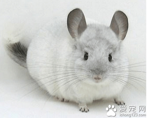 銀斑龍貓怎麼養 溫順性格飼養起來簡單