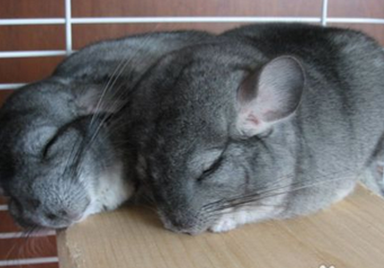 龍貓飼養方法 龍貓自己會洗澡