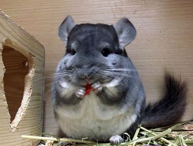 孕婦可以養龍貓嗎 要科學的飼養龍貓