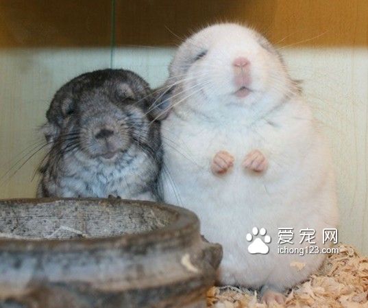 龍貓是非常平和溫順的動物，不具有任何的攻擊性。