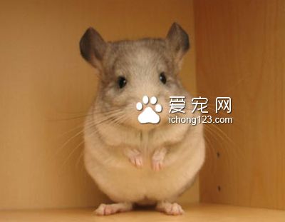 10個你必須知道的龍貓知識