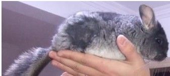 龍貓咬毛怎麼辦？龍貓咬毛的治療方法