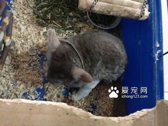 龍貓骨折了怎麼辦 盡快采取治療的措施