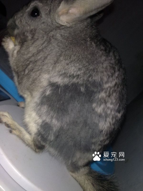 龍貓食毛症症狀[圖]