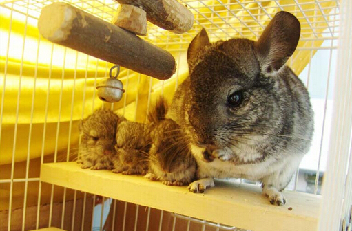 龍貓最大能長多大 體型較大的嚙齒類動物