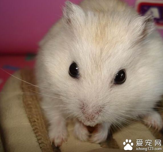 倉鼠拉肚子怎麼辦 腹瀉幾乎就等於嚴重脫水