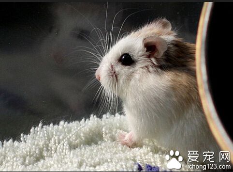 倉鼠吃什麼 兩頰皆有頰囊可以用來儲存或搬運食物