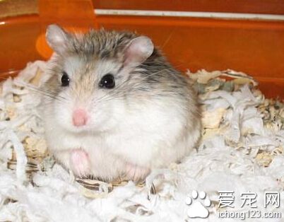 倉鼠愛吃什麼 倉鼠超級愛吃“面面”