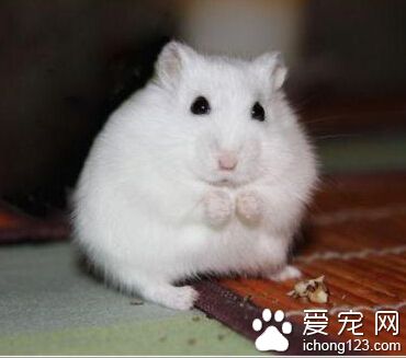 倉鼠品種 黃金鼠以黃色奶油色體毛者最常見