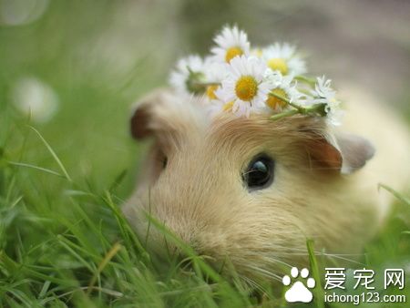 倉鼠生小倉鼠怎麼辦 需將公鼠隔離出來