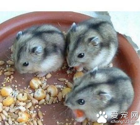 倉鼠都能吃什麼 不能給倉鼠吃的有害性食物