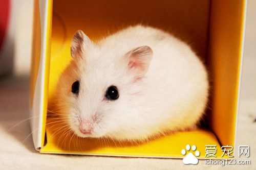 倉鼠生育周期 雌倉鼠生產前會有什麼症狀