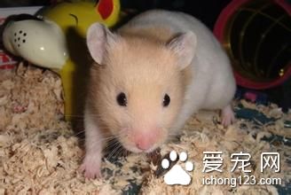倉鼠哺乳期吃什麼 雌倉鼠哺乳期要注意什麼