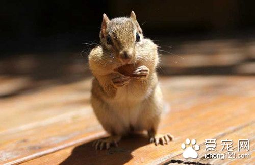 倉鼠生產過程 雌倉鼠生產時期注意的事項