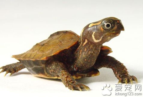 楓葉龜好養嗎 怎樣的飼養環境與喂養方式