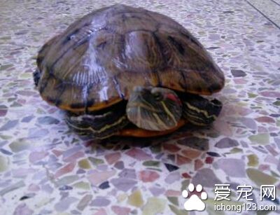 巴西龜冬天怎麼養 龜是會冬眠的兩棲動物