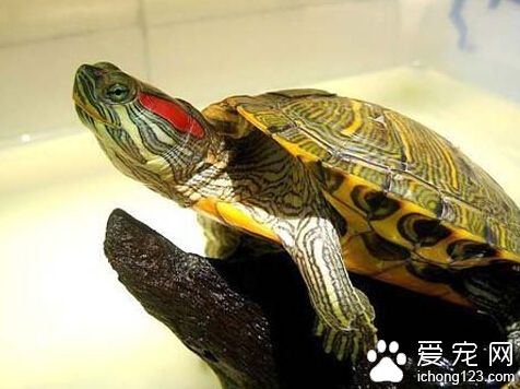 巴西龜吃什麼 食物要有營養才能讓它長得快