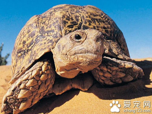 豹龜感冒 教你真確的治療豹龜的感冒