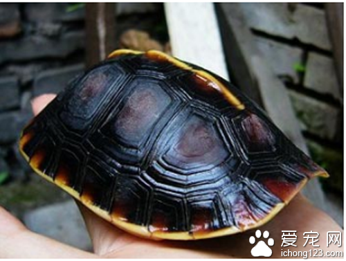 金錢龜怎麼養 飼養時要多注意它的水溫