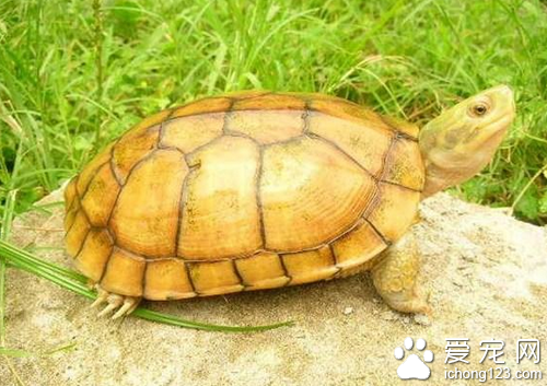 黃喉擬水龜怎麼養 水質水溫對它很重要