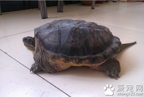 飼養小烏龜 飼養小烏龜時的幾個注意事項