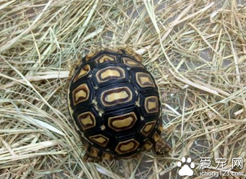 豹龜拉稀  可能是你的飼養不當所造成的