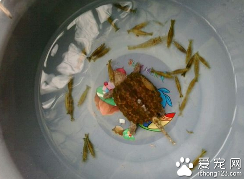 長頸龜怎麼養 飼養好長頸龜的具體方式
