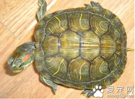 烏龜飼養  飼養簡單很適合新手去飼養