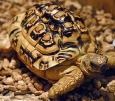 豹紋陸龜飼養方法 治療豹子拉稀方法