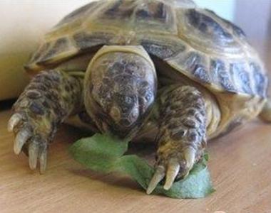 四爪陸龜吃什麼 四爪陸龜為草食性動物