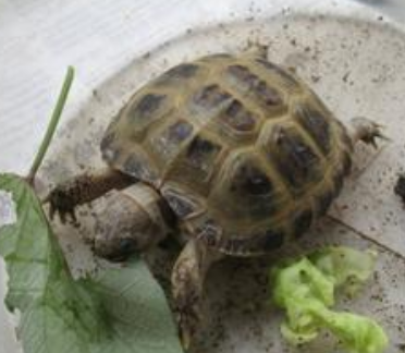 四爪陸龜飼養 注意控制好環境的溫度