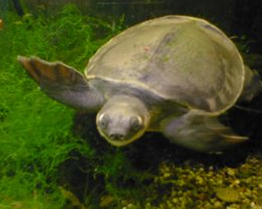 豬鼻龜吃什麼 可以喂食動物性餌料