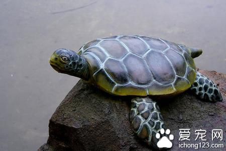 烏龜冬眠怎麼養 放在安靜無光線照射的地方
