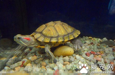 烏龜怎麼冬眠 冬眠最佳時間是3~4個月