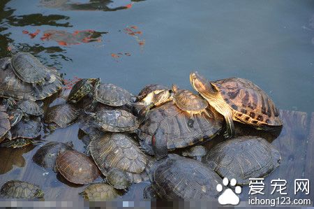 烏龜冬眠嗎 溫度低於13°烏龜開始進入冬眠