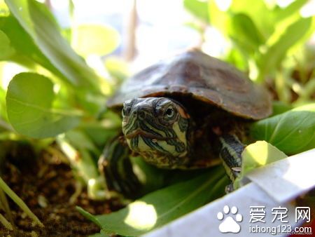烏龜冬眠醒來怎麼辦 勿需擔心正常飼養即可