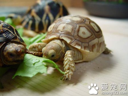 烏龜為什麼要冬眠 冬眠是烏龜的一種習性